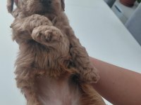 Sağlıklı dişi poodle yavrular 45 günlük kuşadası