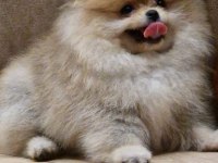 8 aylık erkek pomeranian