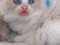 Safkan Ragdoll Bebek Kediler