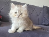 Silver british longhair kızımız yeni ailesini bekliyor