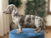 Kısa Kadife Tüylü Safkan Isabella Merle Dachshund