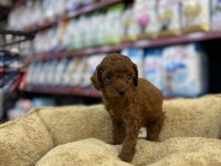 Teacup Erkek Poodle Yavru Köpeğimiz