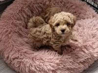 Sizi kendine aşık edecek bir maltipoo arkadaş arıyorsunuz