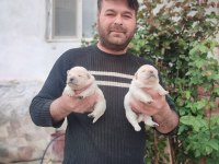Chow chow bebekler