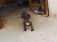 Prese Canario Dişi Bebek