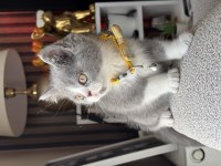 British shorthair bicolor