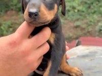 A kalite doberman yavrular