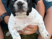 2 Aylık French Bulldog Yavruları