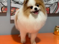 Pomeranian boo