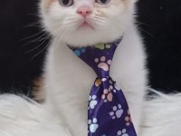 British longhair ve shorthair kedimiz