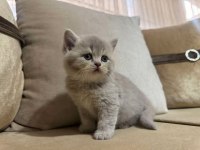British Shorthair Yavrular