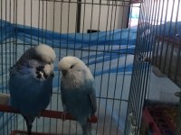 Show jumbo iki adet muhabbet kuşu