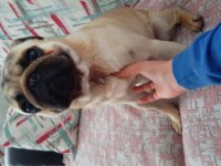 1 YAŞINDA TATLI PUG