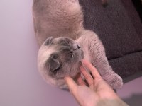 Kedimiz scottish fold (erkek)