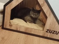 Dişi yetişkin british shorthair