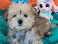 Neşe kaynağı Morkie Yavrularımız