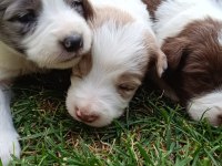 Ev üretimi border collie yavruları