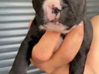 French Bulldog Yavrular , Balıkesir / Merkez