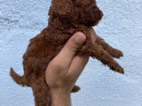 En koyusundan en orjinalinden toy poodle bebişler