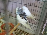 Yavrulu Muhabbet Kuşu Takım