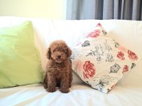 Show kalite teacup dişi maltipoo yavrularımız