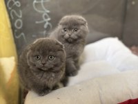 OYUNCU SCOTTİSH FOLD YAVRU KEDİLERİMİZ