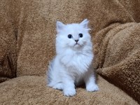 British Longhair Silverpoint Kızımız