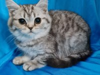 Scottish fold yavrular sahibinden