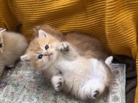 Golden British Shorthair Bebekler