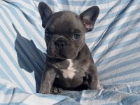 Ankara French Bulldog