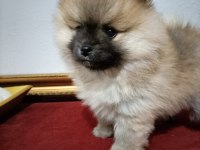 Pomeranian Boo 50 Günlük