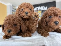 TR NİN FİRST CLASS TOY POODLE YAVRULARI ANKARA MAĞAZAMZDA