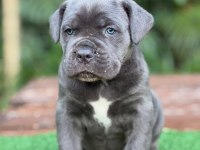 Evinizin yeni üyesi cane corso kapıda ödeme vardır