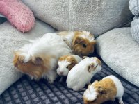 Ginepig yavruları
