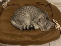 British Shorthair oğlumu ücretsiz sahiplendiriyorum