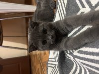 Scottish fold dişi yavru