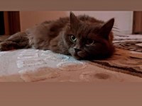 British longhair kedimizi çok uyguna vereceğiz acil