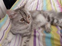 10 Aylık Maine Coon Dişi