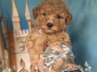 Apricot Maltipoo Yavruları Özel Renk ve Sevimli Görünüm