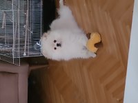 Pomeranian boo 4,5 aylık