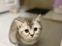 3 Aylık British Shorthair