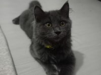 BRİTİSH LONGHAİR ERKEK 3.5 AYLIK