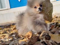 3 aylık teacup pomeranian yavru
