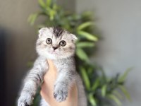 SCOTTISH FOLD A KALİTE YAVRULARIM 
