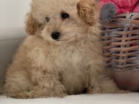 Maltipoo A kalite 0 numara bebeklerimiz erkek ve dişi