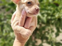 Chihuahua yavrumuz yeni yuvasını arıyor