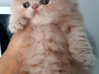 İran exotic longhair bebekler