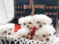 Mini boy maltese terrier