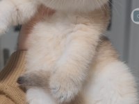 British shorthair kedisi