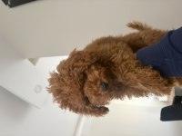 4 aylık toy poodle